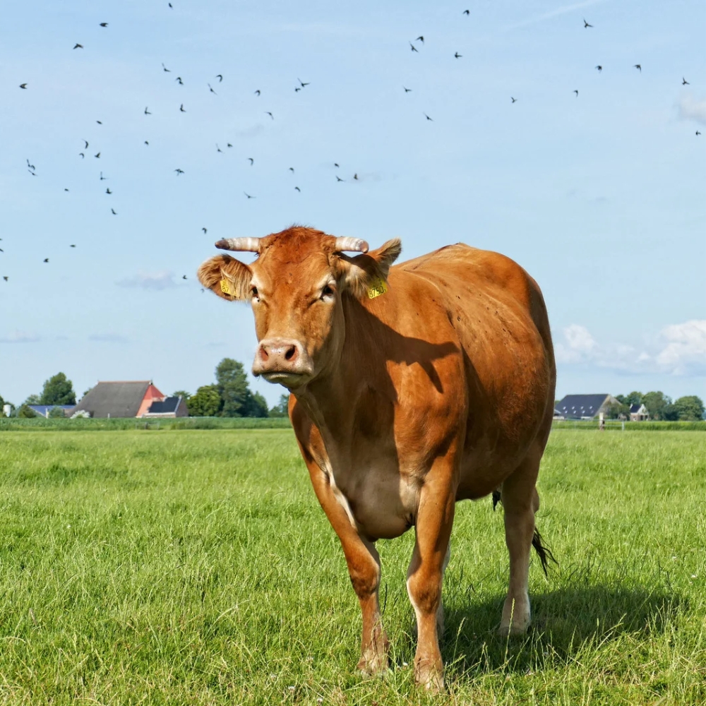 Accueil - Fromagerie Gueguen