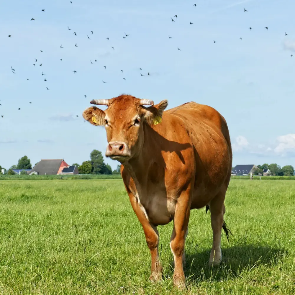 Accueil - Fromagerie Gueguen
